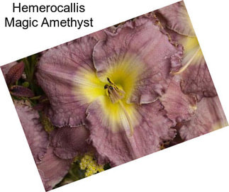 Hemerocallis Magic Amethyst