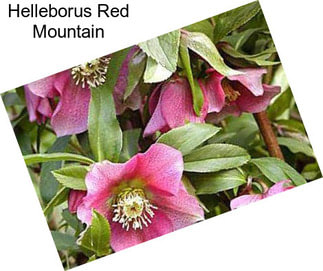 Helleborus Red Mountain