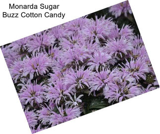 Monarda Sugar Buzz Cotton Candy