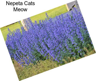 Nepeta Cats Meow