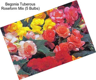 Begonia Tuberous Roseform Mix (5 Bulbs)