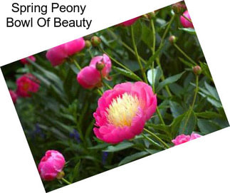 Spring Peony Bowl Of Beauty