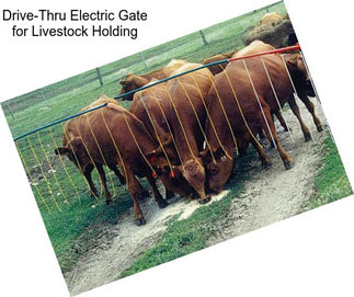 Drive-Thru Electric Gate for Livestock Holding