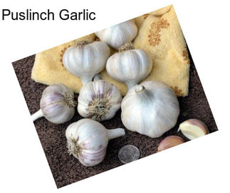 Puslinch Garlic