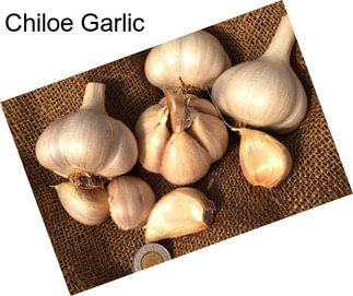 Chiloe Garlic