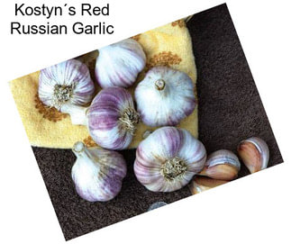 Kostyn´s Red Russian Garlic