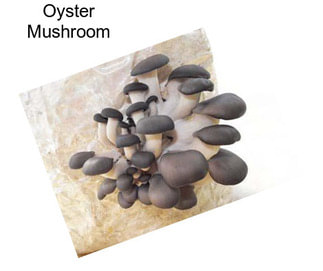 Oyster Mushroom