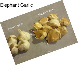 Elephant Garlic