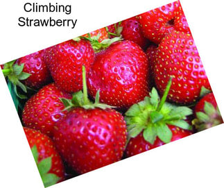 Climbing Strawberry