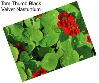 Tom Thumb Black Velvet Nasturtium