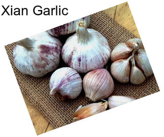 Xian Garlic