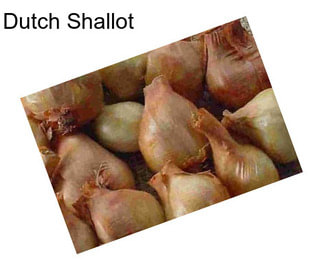 Dutch Shallot