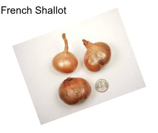 French Shallot