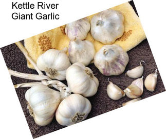 Kettle River Giant Garlic