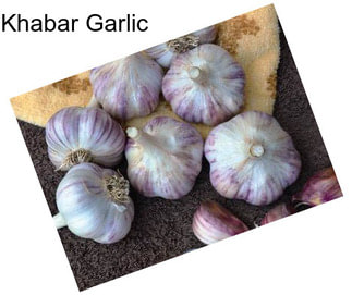 Khabar Garlic