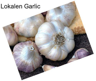 Lokalen Garlic