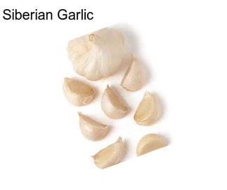 Siberian Garlic