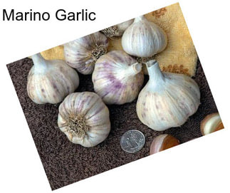 Marino Garlic