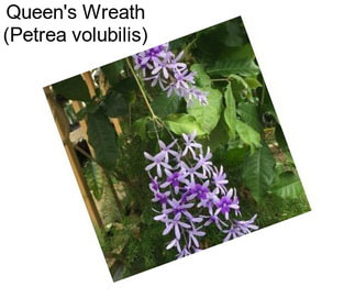 Queen\'s Wreath (Petrea volubilis)
