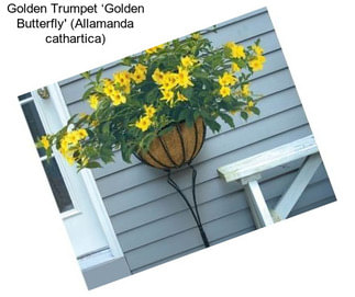 Golden Trumpet ‘Golden Butterfly\' (Allamanda cathartica)