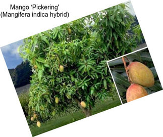 Mango ‘Pickering\' (Mangifera indica hybrid)