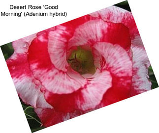 Desert Rose ‘Good Morning\' (Adenium hybrid)