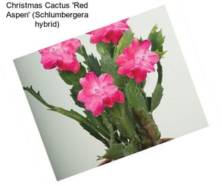 Christmas Cactus \'Red Aspen\' (Schlumbergera hybrid)