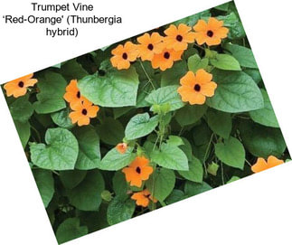 Trumpet Vine ‘Red-Orange\' (Thunbergia hybrid)