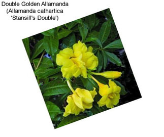Double Golden Allamanda (Allamanda cathartica ‘Stansill\'s Double\')