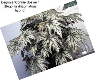 Begonia ‘Connie Boswell\' (Begonia rhizomatous hybrid)