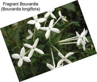 Fragrant Bouvardia (Bouvardia longiflora)