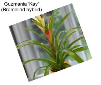 Guzmania ‘Kay\' (Bromeliad hybrid)