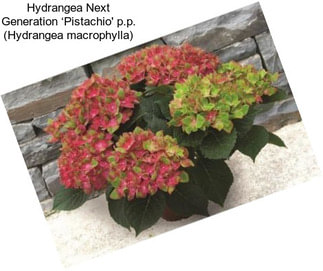 Hydrangea Next Generation ‘Pistachio\' p.p. (Hydrangea macrophylla)