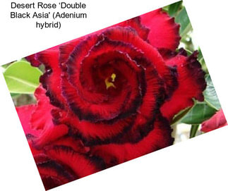 Desert Rose ‘Double Black Asia\' (Adenium hybrid)