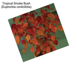 Tropical Smoke Bush (Euphorbia continifolia)