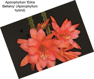 Aporophyllum \'Edna Bellamy\' (Aporophyllum hybrid)