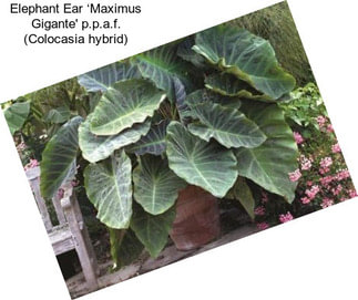 Elephant Ear ‘Maximus Gigante\' p.p.a.f. (Colocasia hybrid)