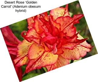 Desert Rose ‘Golden Carrot\' (Adenium obesum hybrid)