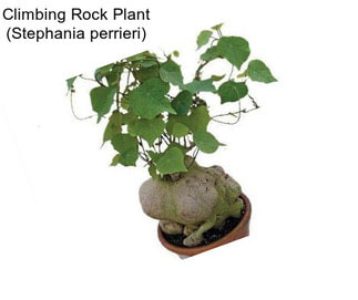 Climbing Rock Plant (Stephania perrieri)