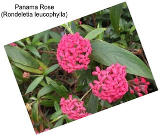 Panama Rose (Rondeletia leucophylla)