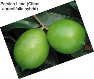 Persian Lime (Citrus aurantifolia hybrid)