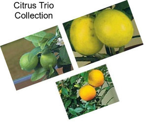 Citrus Trio Collection