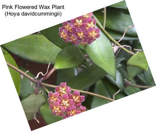 Pink Flowered Wax Plant (Hoya davidcummingii)