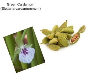 Green Cardamom (Elettaria cardamommum)