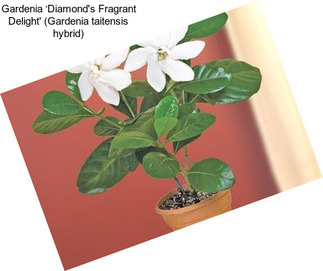 Gardenia ‘Diamond\'s Fragrant Delight\' (Gardenia taitensis hybrid)