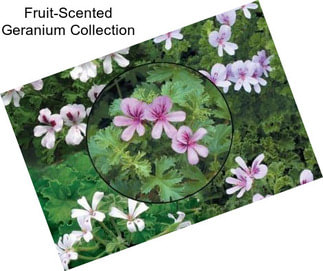 Fruit-Scented Geranium Collection