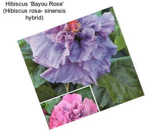 Hibiscus ‘Bayou Rose\' (Hibiscus rosa- sinensis hybrid)