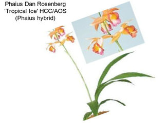 Phaius Dan Rosenberg ‘Tropical Ice\' HCC/AOS (Phaius hybrid)