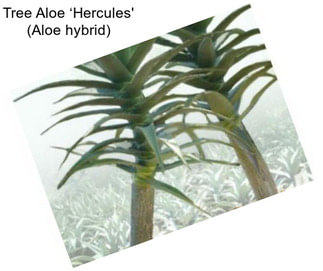 Tree Aloe ‘Hercules\' (Aloe hybrid)