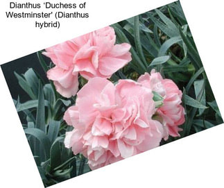 Dianthus ‘Duchess of Westminster\' (Dianthus hybrid)
